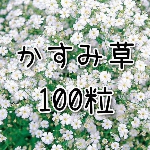 【かすみ草のタネ】100粒 種子 種 コベントガーデン 切り花にも 花