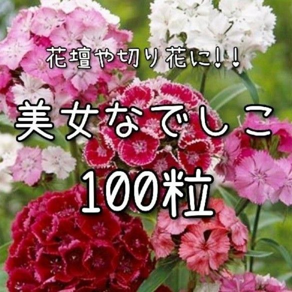 【美女なでしこのタネ】100粒 種子 種 撫子 ナデシコ 切り花にも 花