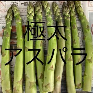 アスパラ 極太 アスパラガス 600g
