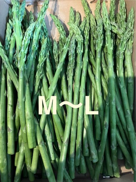 アスパラ M〜L アスパラガス 500g