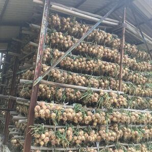 淡路島小屋吊り玉ねぎ☆超訳あり20キロ(箱含まない)◎農家直送☆減農薬(^。^)