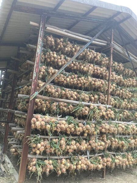 淡路島小屋吊り玉ねぎ☆超訳あり10キロ(箱含まない)◎農家直送☆減農薬(^。^)