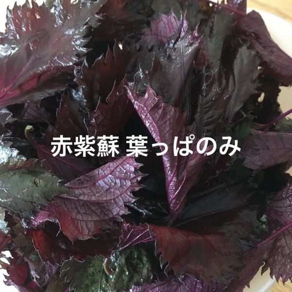 赤しそ 葉 120g 紫蘇ジュース お得 赤紫蘇の葉 赤ジソ 農薬不使用