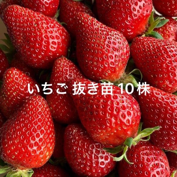 いちご苗 さちのか 抜き苗 10株 イチゴ 苗