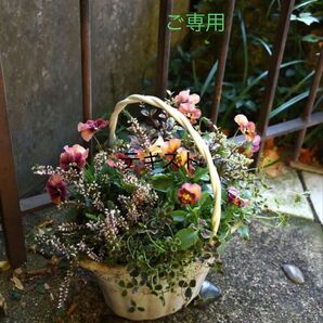 まる様ご専用★ドモホルンリンクル★保湿液 &保護乳液 セット