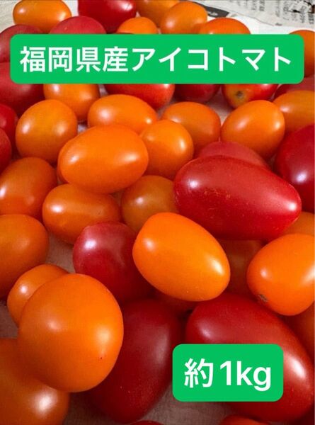 【宅急便コンパクト】福岡県産 アイコトマト 赤のみ!約1kg