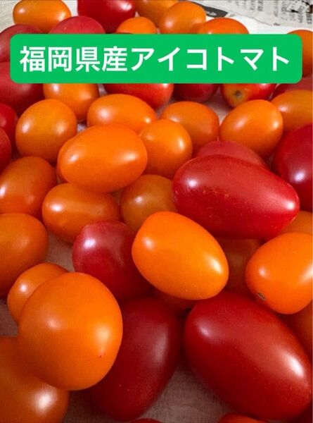 【ネコポスサイズ】アイコトマト mix