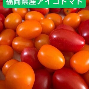 【ネコポスサイズ】アイコトマト 赤のみ!