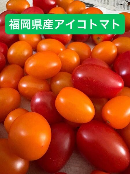 【ネコポスサイズ】アイコトマト mix