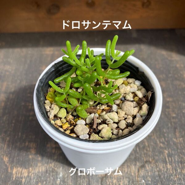多肉植物 ドロサンテマム グロボーサム ①