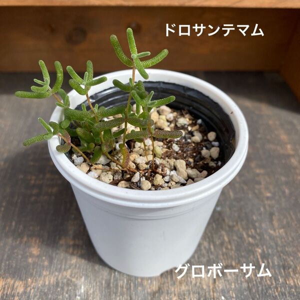 多肉植物 ドロサンテマム グロボーサム ②