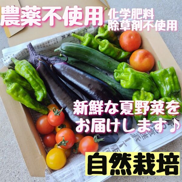 【自然栽培】無農薬 化学肥料不使用 除草剤不使用 野菜詰め合わせ 野菜セット 夏野菜