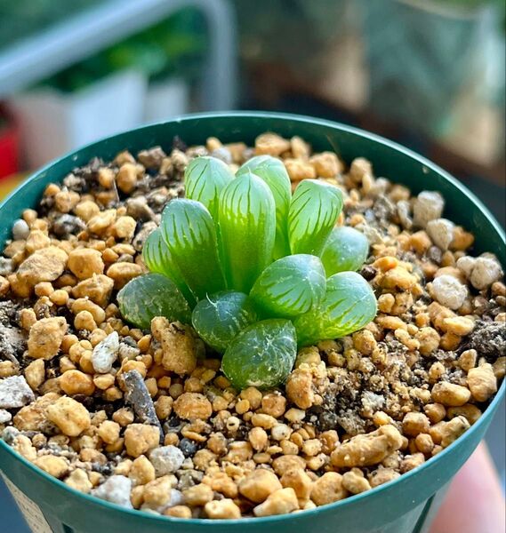 大人気 ハオルチア オブツーサ 良株 美株 多肉植物 抜き苗②