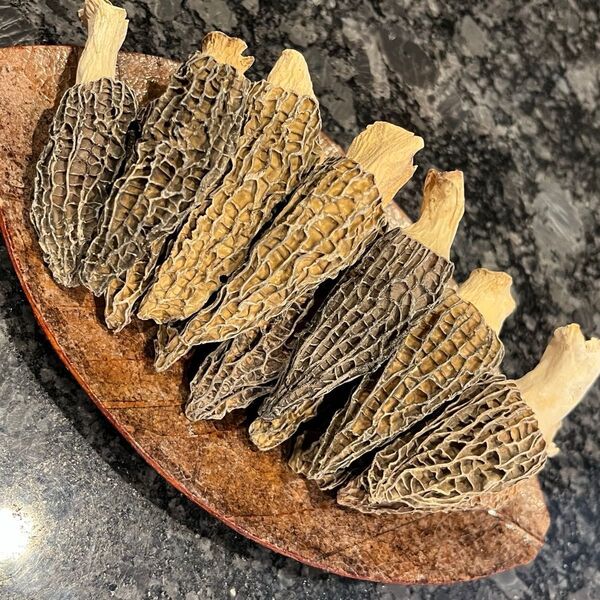 乾燥アミガサタケお試しセット15g モリーユ 羊肚菌(Morchella esculenta)