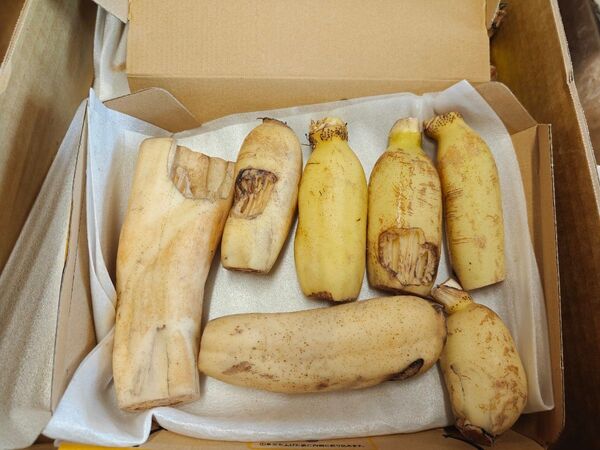 徳島県産 新れんこん 1kg