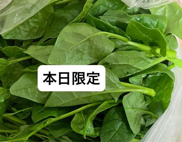 農薬不使用 新鮮野菜つるむらさき約300g ネコポス発送
