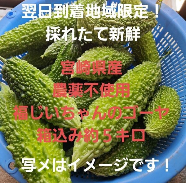 ▲翌日到着地域限定!新鮮!宮崎県産 農薬不使用 福じいちゃんのゴーヤ 箱込み約5キロ超え