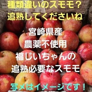 ▲種類違い!追熟必要!宮崎県産 無農薬 福じいちゃんのスモモ 箱込み約1.3キロ