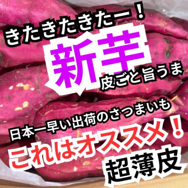 3土佐紅 新芋 約5kg 大きめサイズ L~2L 超薄皮 皮ごと食べれる