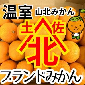 高知県産 山北温室みかん 約1kg 旨み凝縮小粒 コンパクト 山北みかん