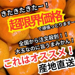2超激安 特売 高知 特産 山北温室みかん 5kg 大玉なのにうまい ハウス育ち