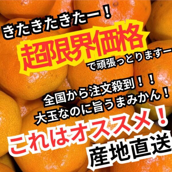 2超激安 特売 高知 特産 山北温室みかん 5kg 大玉なのにうまい ハウス育ち