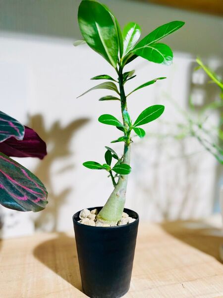 良型!30cmサイズ!鉢のまま発送!人気の塊根植物アデニウム!早いもの勝ち!