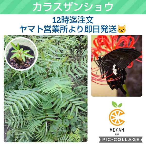 カラスザンショウ 幼苗2つ ネコポス発送