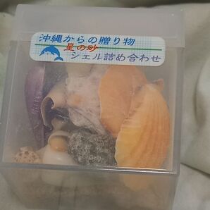 沖縄の貝殻詰め合わせ
