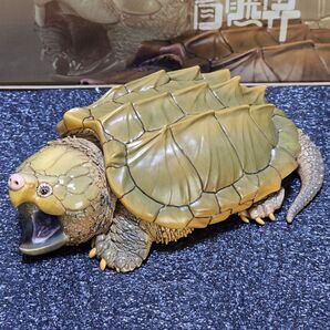 動物の惑星 開口ワニガメPlus(初回特典:頭蓋骨) 新実写シリーズ「自然界」第1弾 フィギュア