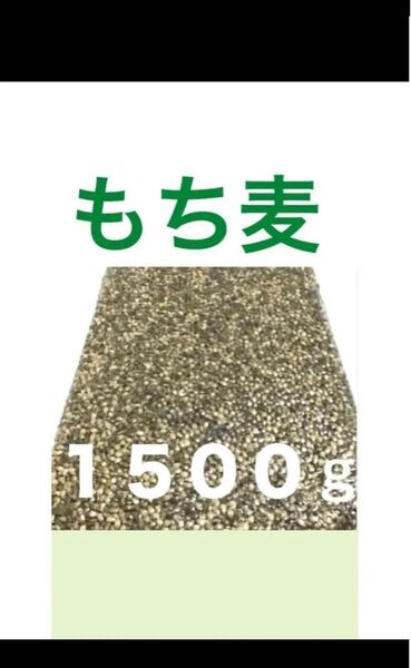 もち麦 1500g ダイエット 腸活に