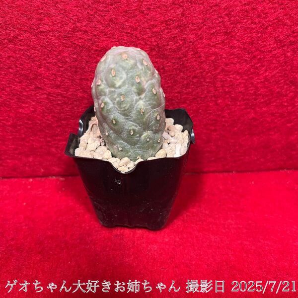 ゲオメトリクス 習志野 Tephrocactus geometricus テフロカクタス 仙人掌 観葉植物 多肉植物 プロ個体