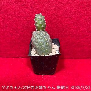 ゲオメトリクス 習志野 Tephrocactus geometricus テフロカクタス 仙人掌 観葉植物 多肉植物 プロ個体