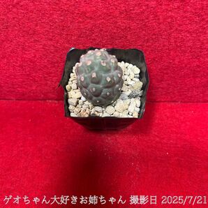 ゲオメトリクス 習志野 Tephrocactus geometricus テフロカクタス 仙人掌 観葉植物 多肉植物 プロ個体