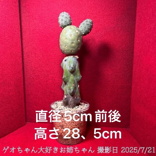 ゲオメトリクス 錦 Tephrocactus geometricus テフロカクタス 仙人掌 竜神木 観葉植物 多肉植物 プロ個体
