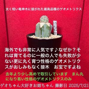 ゲオメトリクス 習志野 Tephrocactus geometricus テフロカクタス 仙人掌 観葉植物 多肉植物 プロ個体