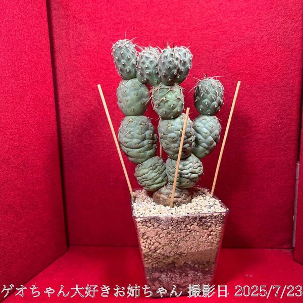 ゲオメトリクス 習志野 Tephrocactus geometricus テフロカクタス 仙人掌 観葉植物 多肉植物 プロ個体大株