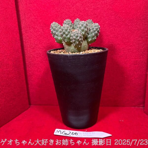 ゲオメトリクス 習志野 Tephrocactus geometricus テフロカクタス 仙人掌 観葉植物 多肉植物 プロ個体