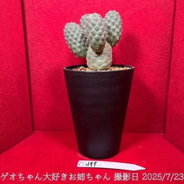 ゲオメトリクス 習志野 Tephrocactus geometricus テフロカクタス 仙人掌 観葉植物 多肉植物 プロ個体