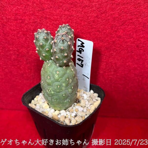 ゲオメトリクス 錦 Tephrocactus geometricus テフロカクタス 仙人掌 観葉植物 多肉植物 プロ個体 じ