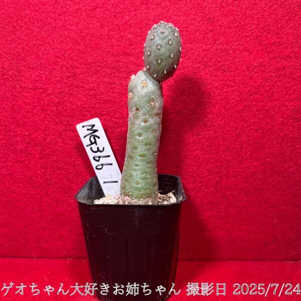 ゲオメトリクス 習志野 Tephrocactus geometricus テフロカクタス 仙人掌 観葉植物 多肉植物 プロ個体