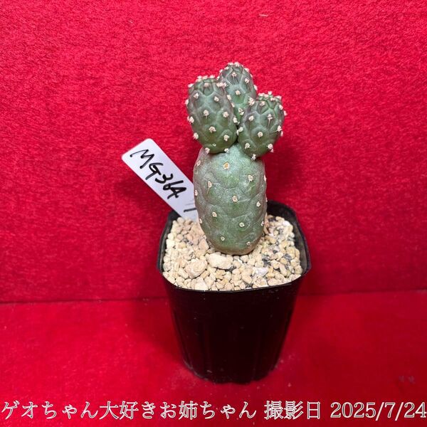 ゲオメトリクス 習志野 Tephrocactus geometricus テフロカクタス 仙人掌 観葉植物 多肉植物 プロ個体