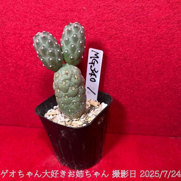 ゲオメトリクス 習志野 Tephrocactus geometricus テフロカクタス 仙人掌 観葉植物 多肉植物 プロ個体