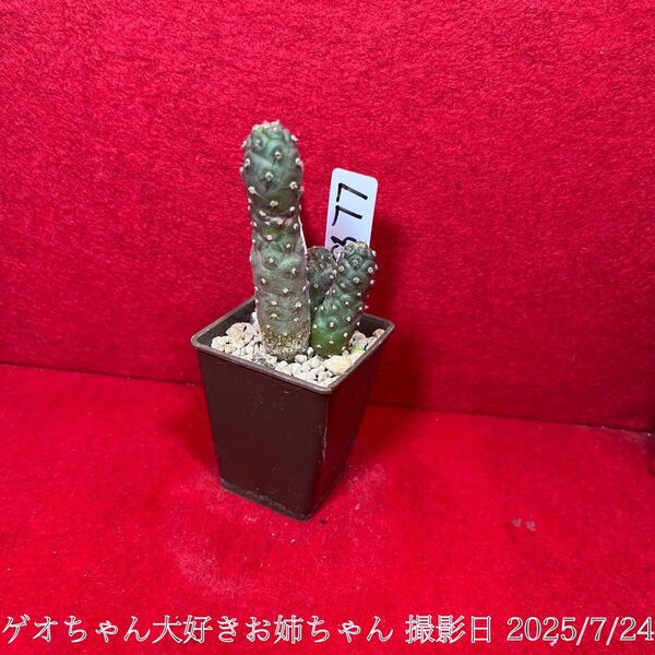 ゲオメトリクス 錦 習志野 Tephrocactus geometricus テフロカクタス 仙人掌 観葉植物 多肉植物 プロ個体