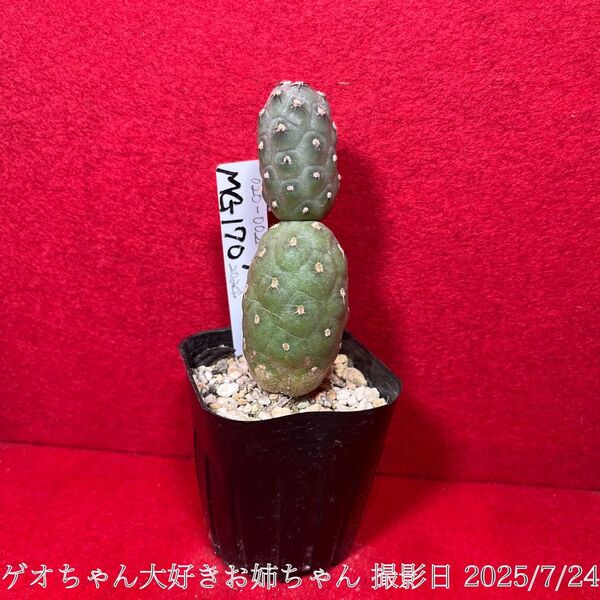 ゲオメトリクス 習志野 Tephrocactus geometricus テフロカクタス 仙人掌 観葉植物 多肉植物 プロ個体