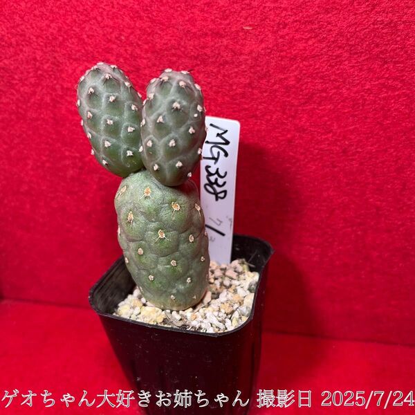 ゲオメトリクス 習志野 Tephrocactus geometricus テフロカクタス 仙人掌 観葉植物 多肉植物 プロ個体
