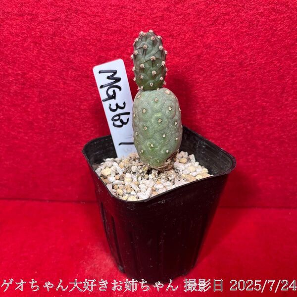 ゲオメトリクス 錦 Tephrocactus geometricus テフロカクタス 仙人掌 観葉植物 多肉植物 プロ個体