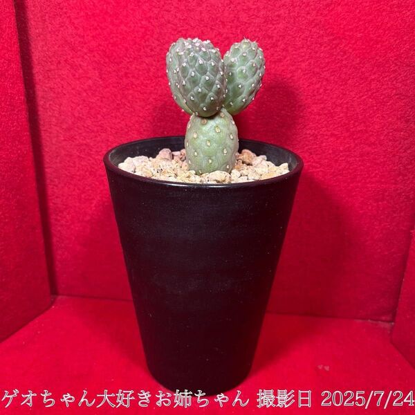 ゲオメトリクス 習志野 Tephrocactus geometricus テフロカクタス 仙人掌 観葉植物 多肉植物 プロ個体