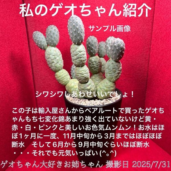 ゲオメトリクス 習志野 Tephrocactus geometricus テフロカクタス 仙人掌 観葉植物 多肉植物 プロ個体大株