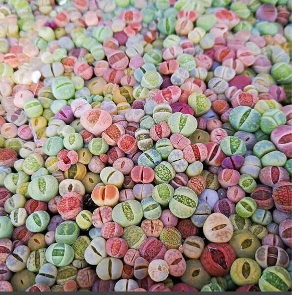 多肉植物 リトープス 色の組み合わせ 約20苗 1年の苗0.5-1.2cm